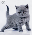 �������� Silvery Snow.