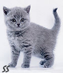 �������� ���������� ����� Silvery Snow  www.snow.alvas.ru