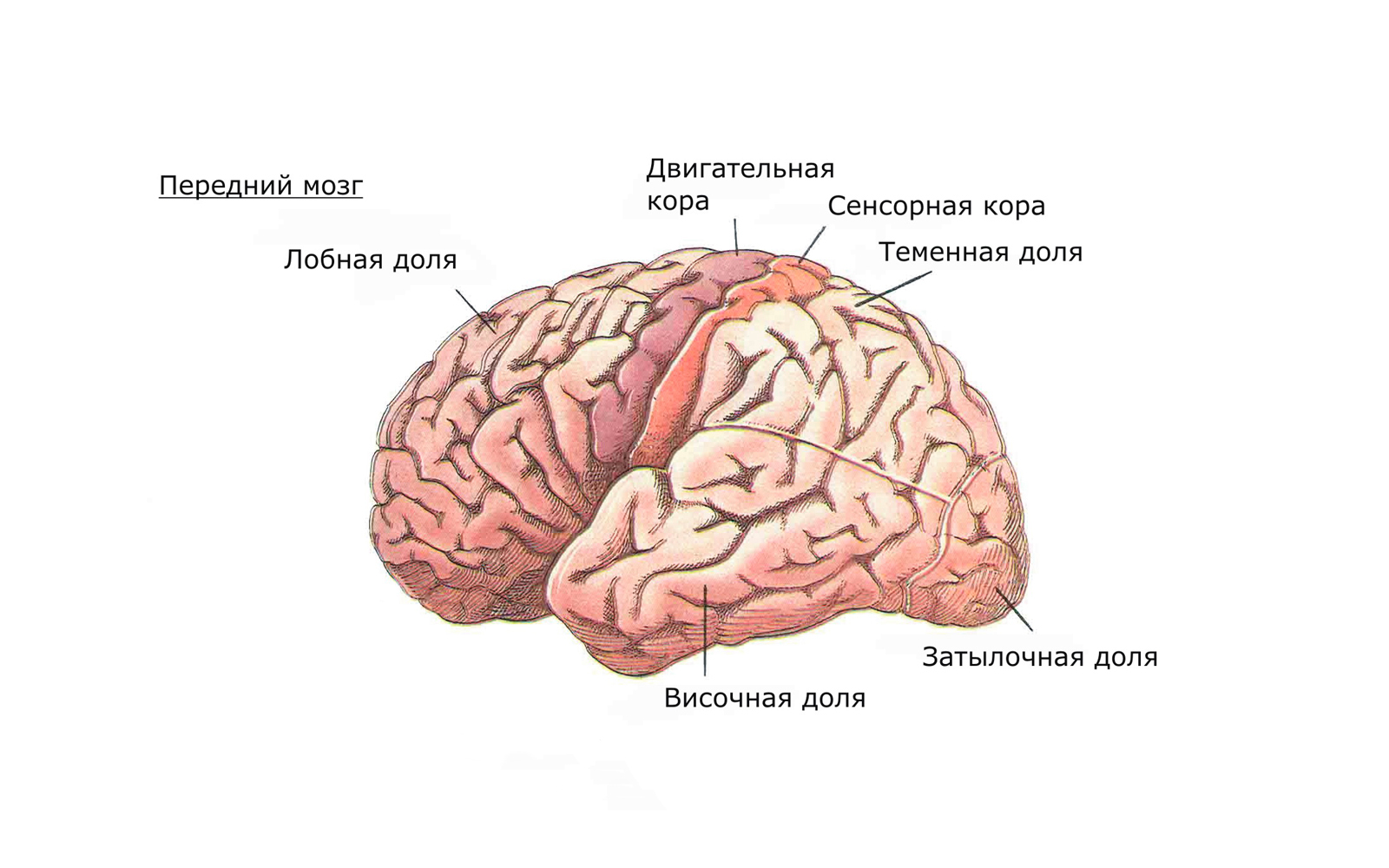 Передний мозг