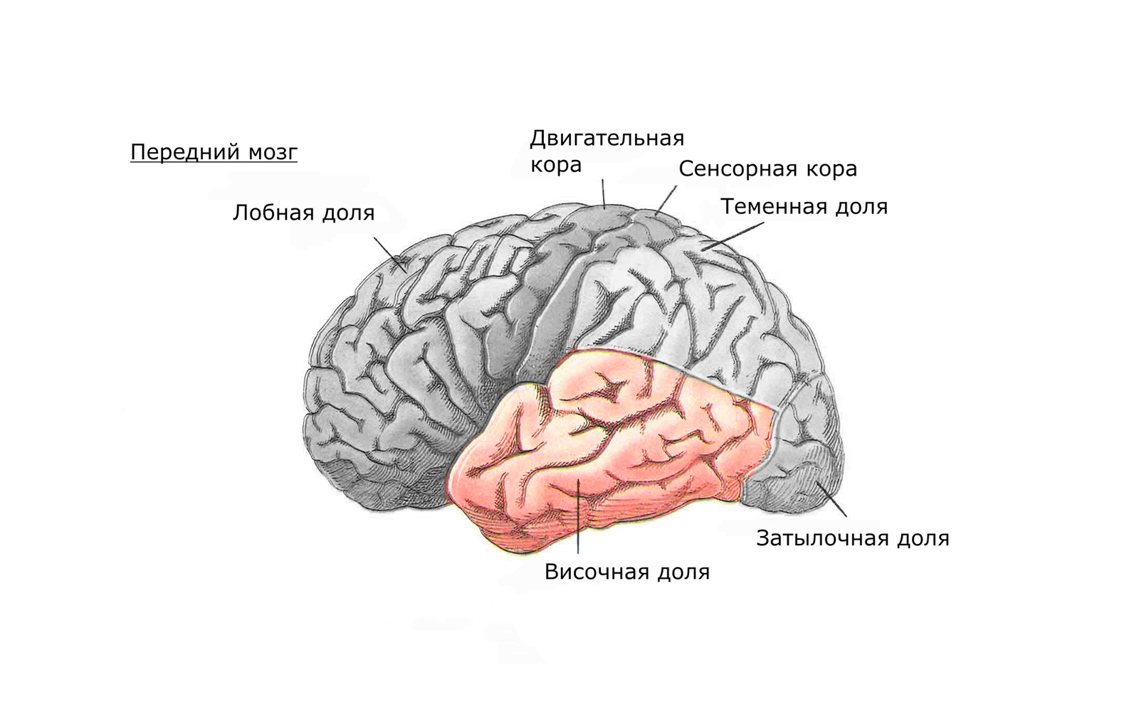 Передний мозг