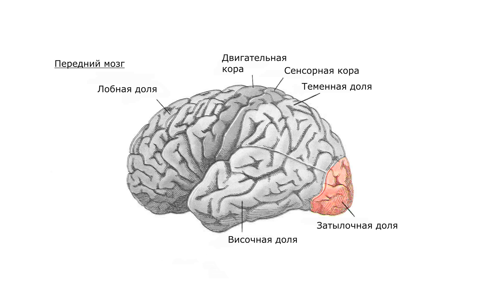 Передний мозг