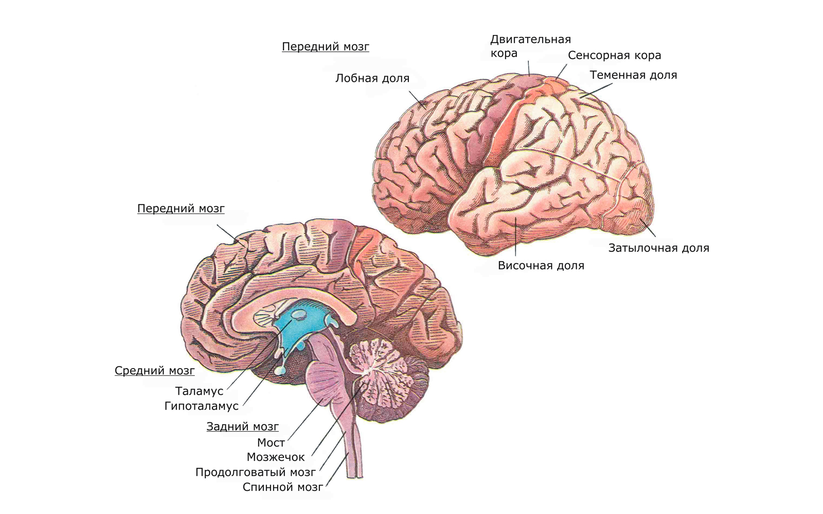 Какие отделы головного мозга выделяют