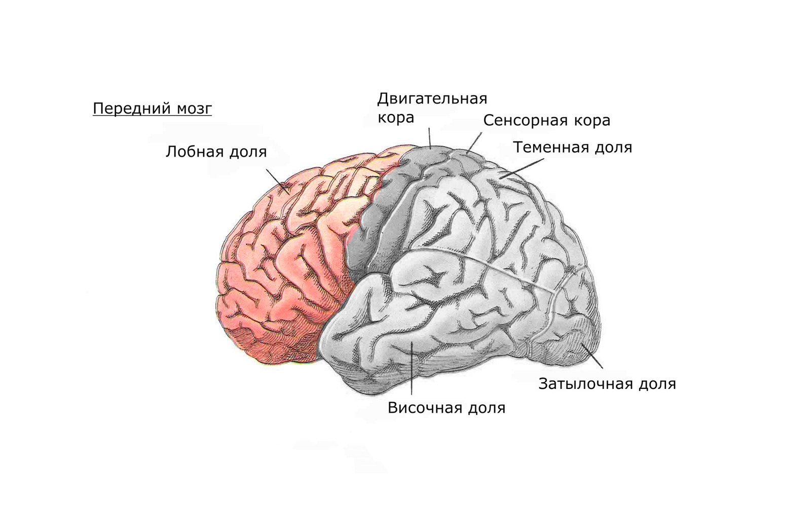 Передний мозг