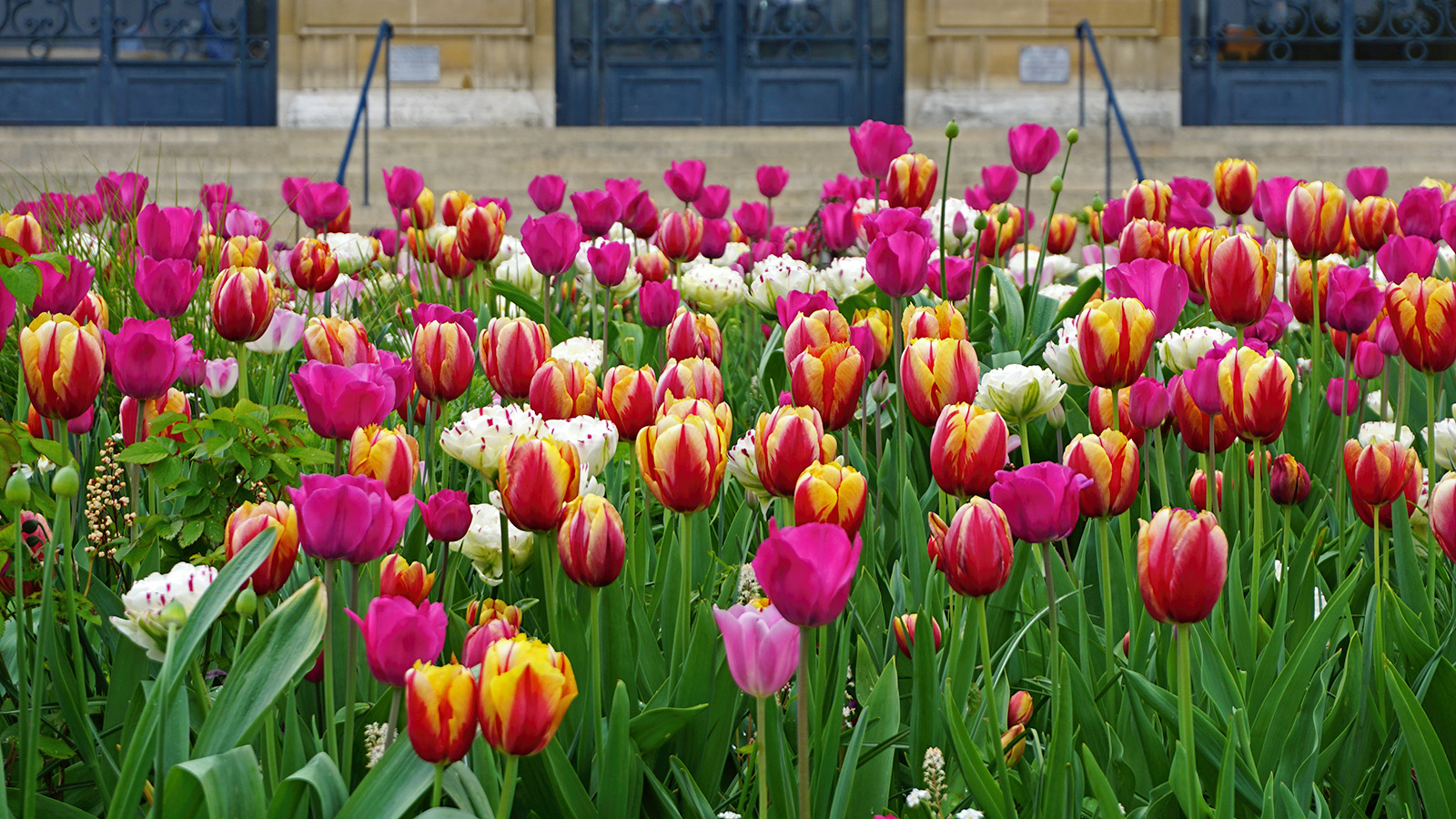Тюльпаны в саду Версаля