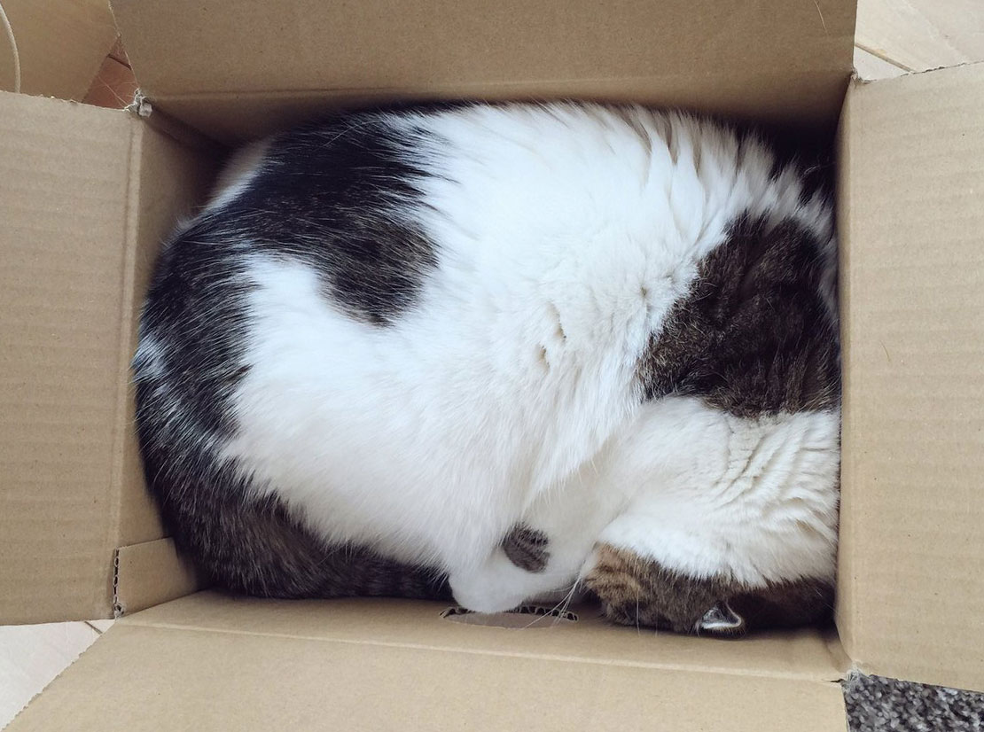 Cat shows objectBoundingBox